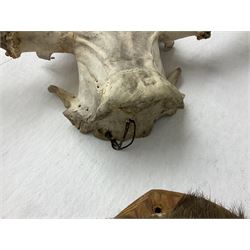 Antlers/horns: European Moose (Alces alces), two pairs of antlers on part upper skulls, one with fur covered frontlet, largest W85cm