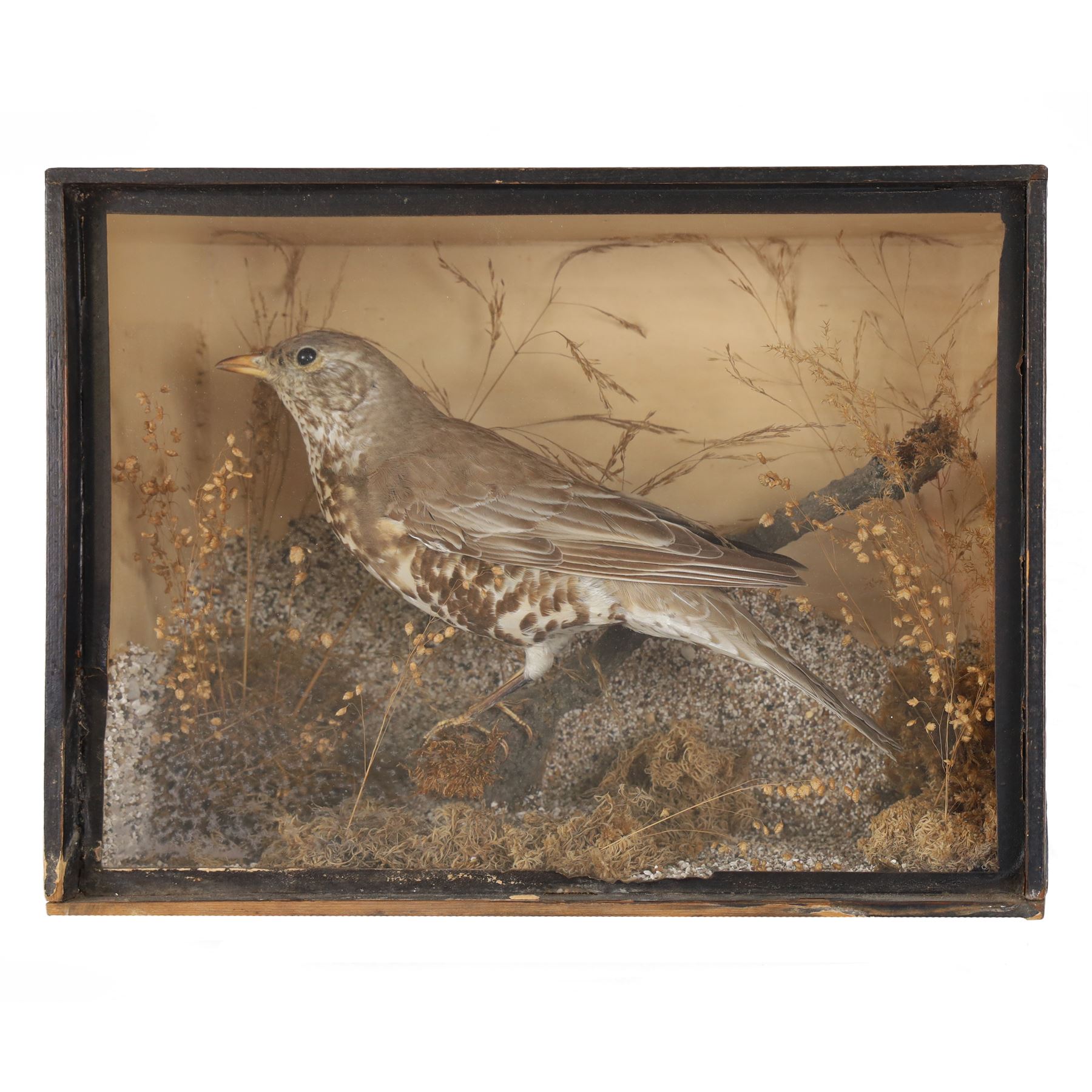 Taxidermy; Song thrush (Turdus philomelos), full adult mount in a naturalistic setting, in an ebonised case, H25cm, L32cm 