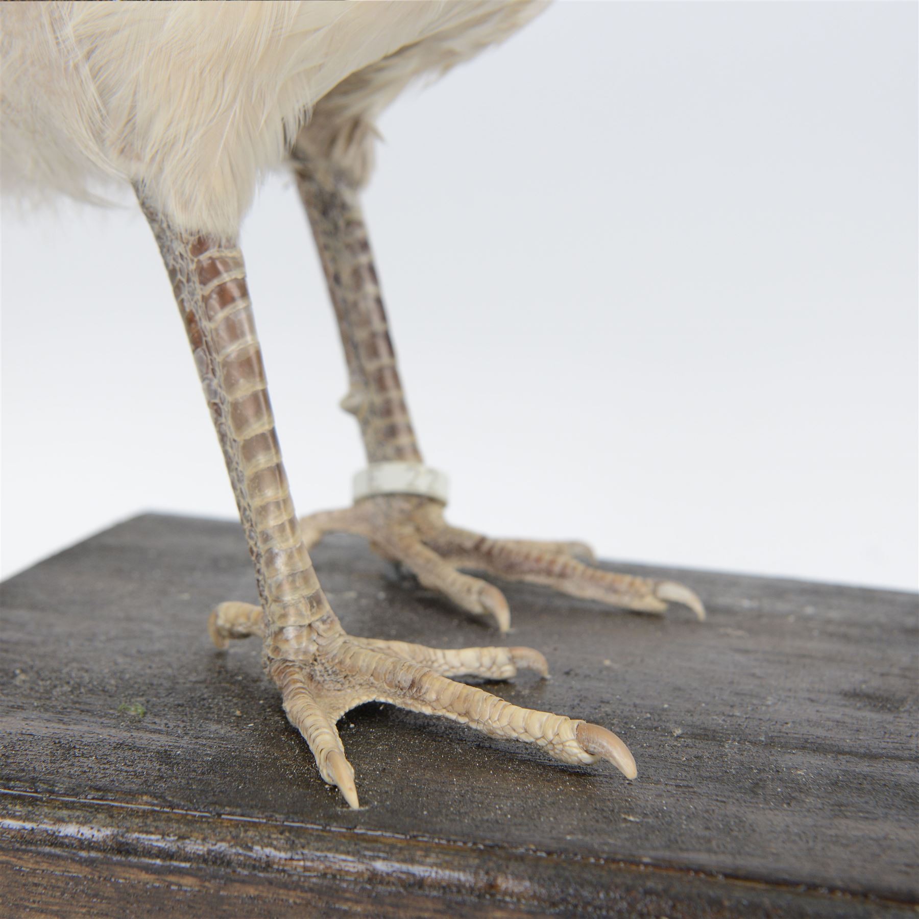 Taxidermy: Black-Shouldered Peahen (Pavo cristatus), captive bred, open display full female adult mount, with head turning slightly to the right, mounted upon a square ebonised base, label beneath 'Indian Black Shouldered Peahen Lavender Mutation via Gary Knight 25.02.19