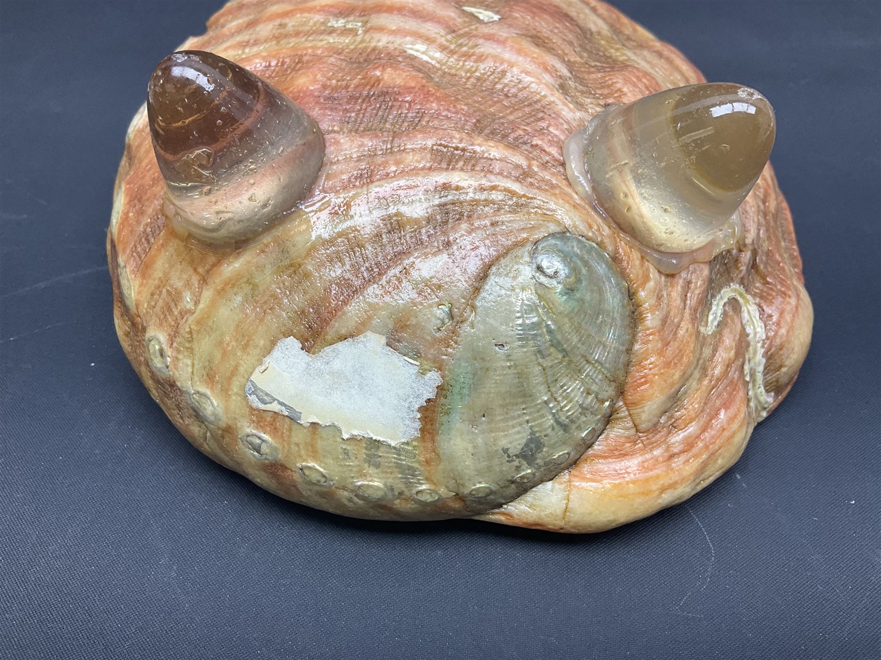 Conchology: selection of shells Fossils, Minerals Natural