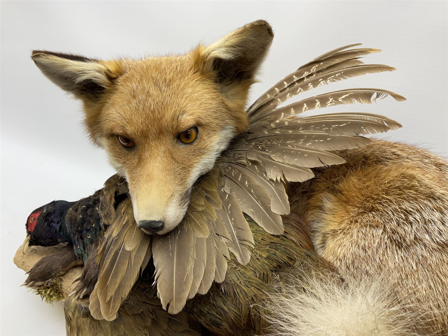 Taxidermy: Red Fox (Vulpes vulpes) with cock pheasant (Phasianus colchicus), open display upon tree mount detailed with moss, mount L64cm  