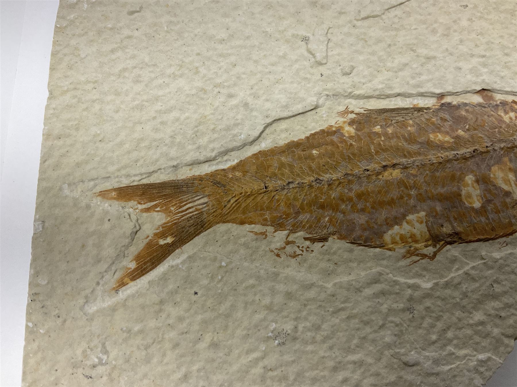 Three fossilised fish (Knightia alta) each in an individual matrix; age; Eocene period, location; Green River Formation, Wyoming, USA, largest matrix H13cm, L18cm