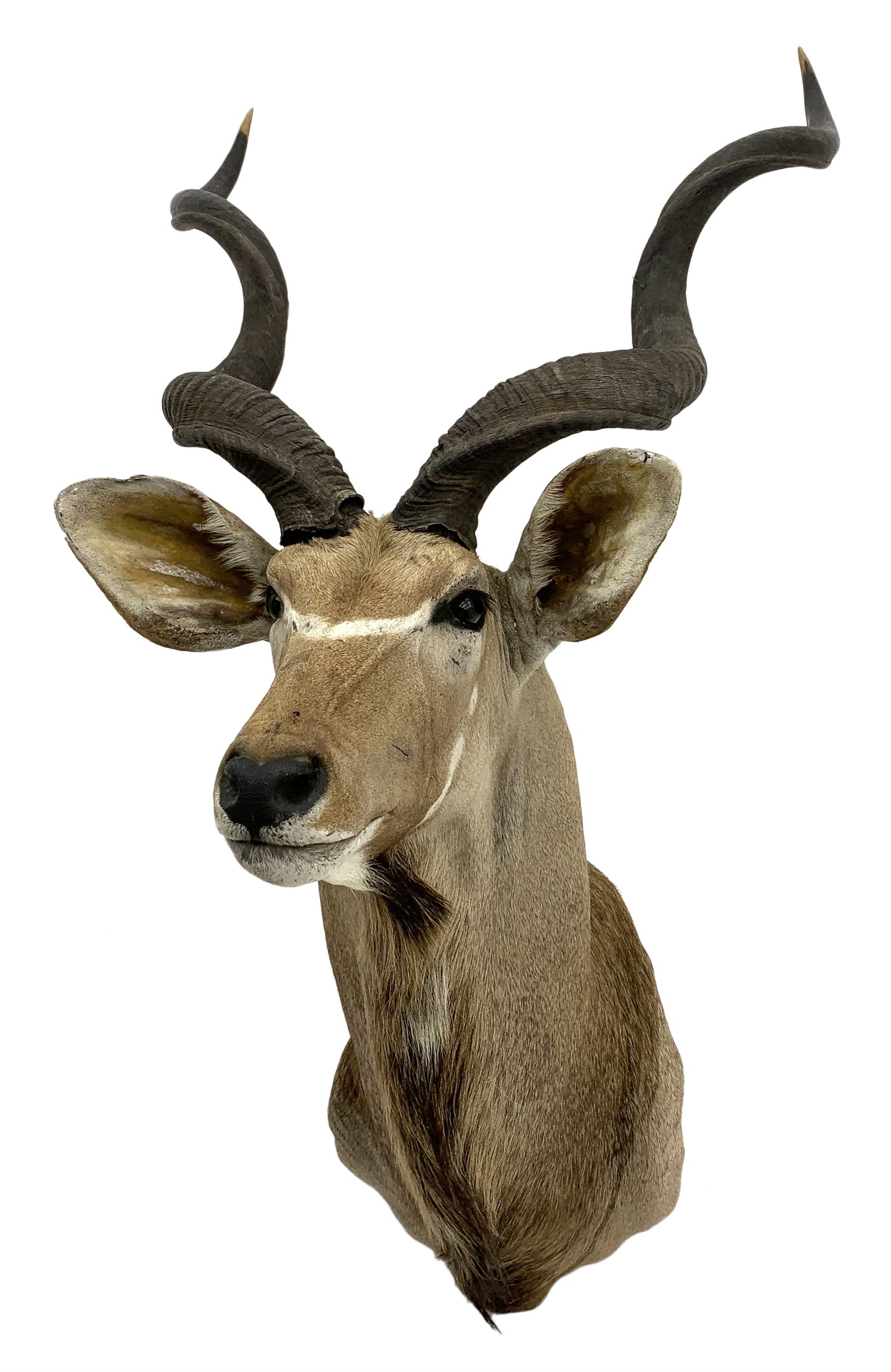 Taxidermy: Greater Kudu (Tragelaphus Strepsiceros), adult male shoulder mount, H170cm