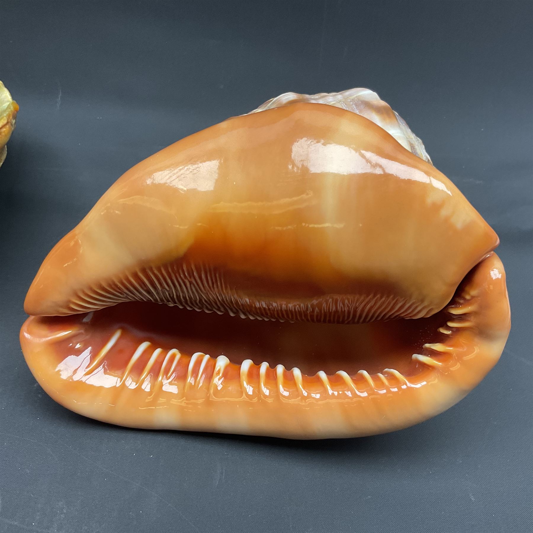 Conchology: selection of shells, including gold pearl oyster shell, mother of pearl turbo marmaratus shell, Cypraecassis Rufa red helmet shell, Mitre shell, Paua shell and others, largest D19cm