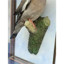 Taxidermy: 20th century cased common wood pigeon (Columba palumbus), full mount perched upon branch section, set against a painted sky backdrop, encased within a five pane display case with frame mount, with taxidermists paper label verso detailed David Astley Taxidermist, H63cm L45cm D18.5cm 