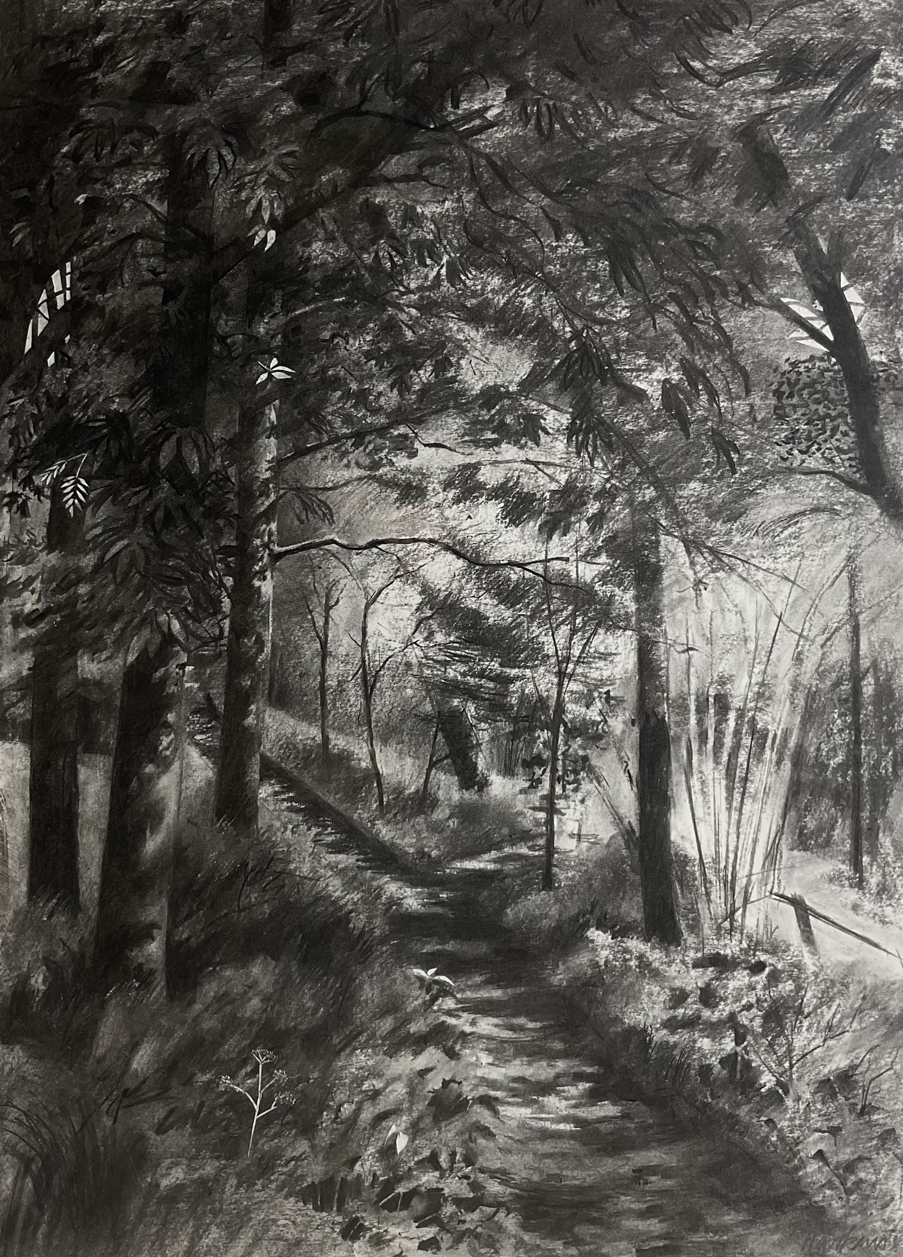 Andy Hawkins (British Contemporary): Shaded Woodland Path, charcoal signed 78cm x 56cm 