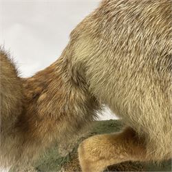 Taxidermy: European Red Fox (Vulpes vulpes), full mount adult on open display with standing alert with ears forward front paw raised, upon a naturalist base, H62cm, L78cm