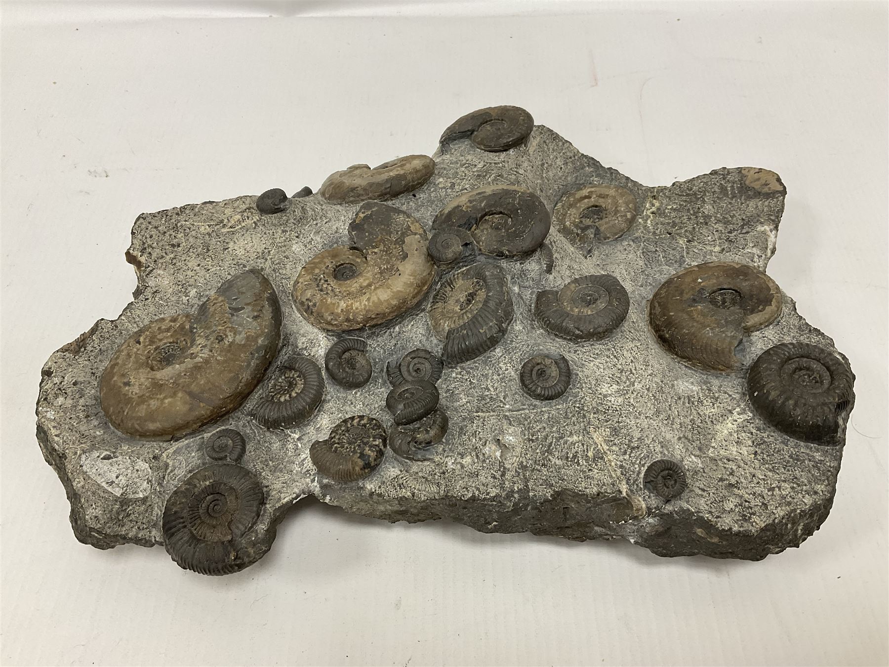 Ammonite multi-block fossil, comprising Dactylioceras and Eleganticeras, age; Jurassic period, location; Port MulGrave, Whitby, H31cm L22cm 