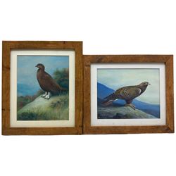 Gordon C Turton (British 1947-): Partridge and Eagle, two watercolours signed, dated '10 and '11, respectively, 25cm x 20cm (2)