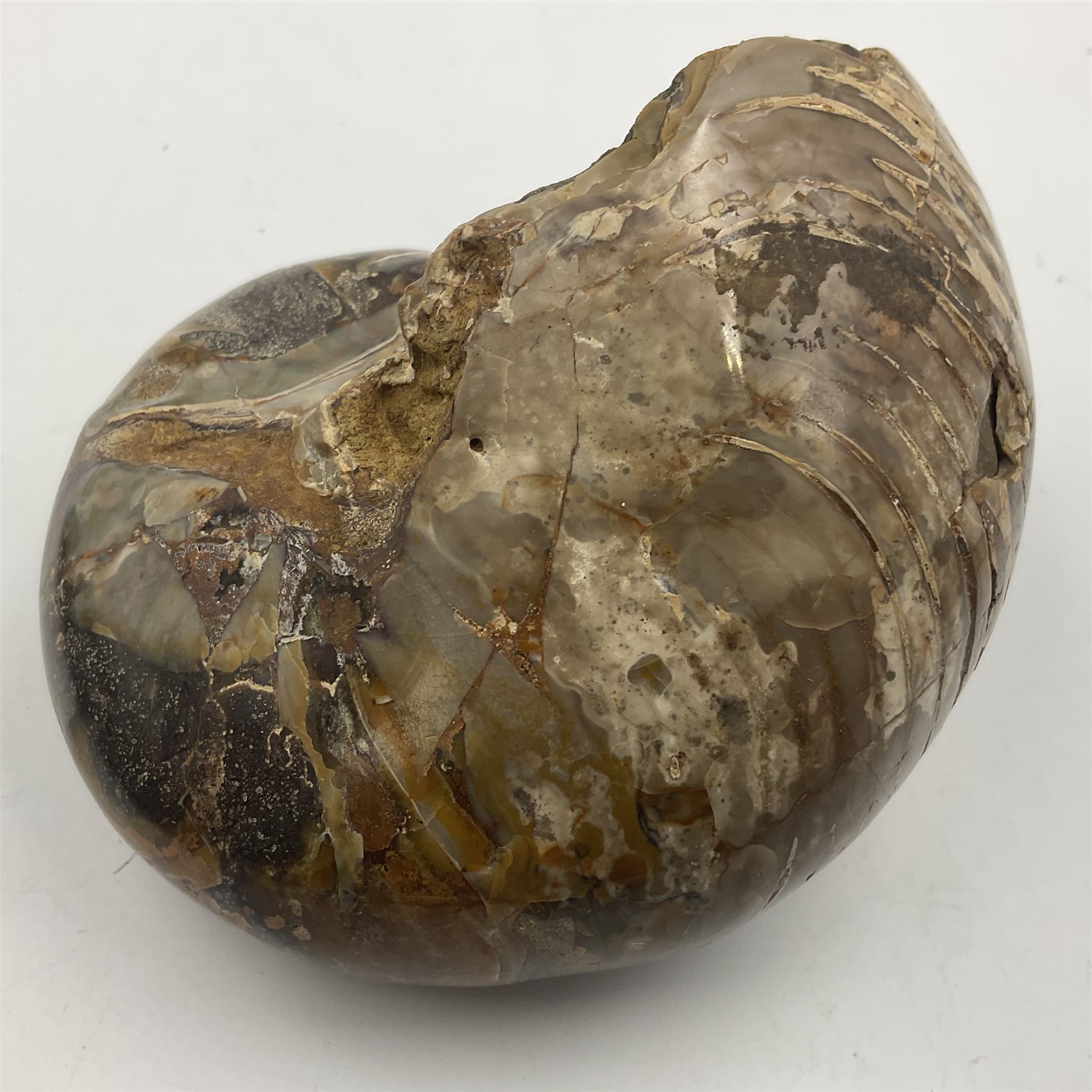 Two polished goniatites, age Devonian period, location Morocco and one polished Nautilus, age Devonian period, location Madagascar, largest D10cm  
