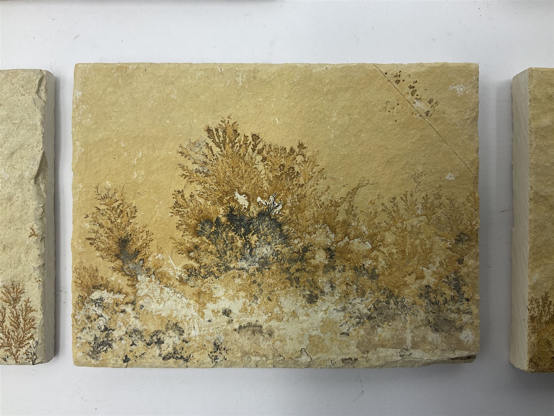 Six dendrite crystals each in an individual sandstone plaque, each plaque H6cm, L8cm