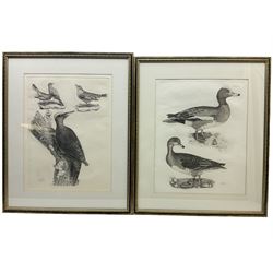 After Prideaux John Selby (British 1788-1867): 'Tithy's Redstart...' and 'Widgeons', two large reproduction engravings (2)