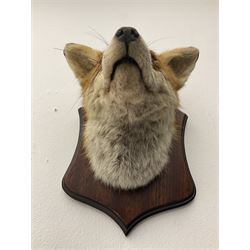 Taxidermy: Red fox mask (Vulpes vulpes), looking straight ahead with ears pricked, upon a wooden shield, shield H28cm, 22cm