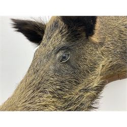 Taxidermy; European Wild Boar (Sus scrofa), adult shoulder mount looking straight ahead, with mouth agape, mounted upon a wooden shield, H70cm
