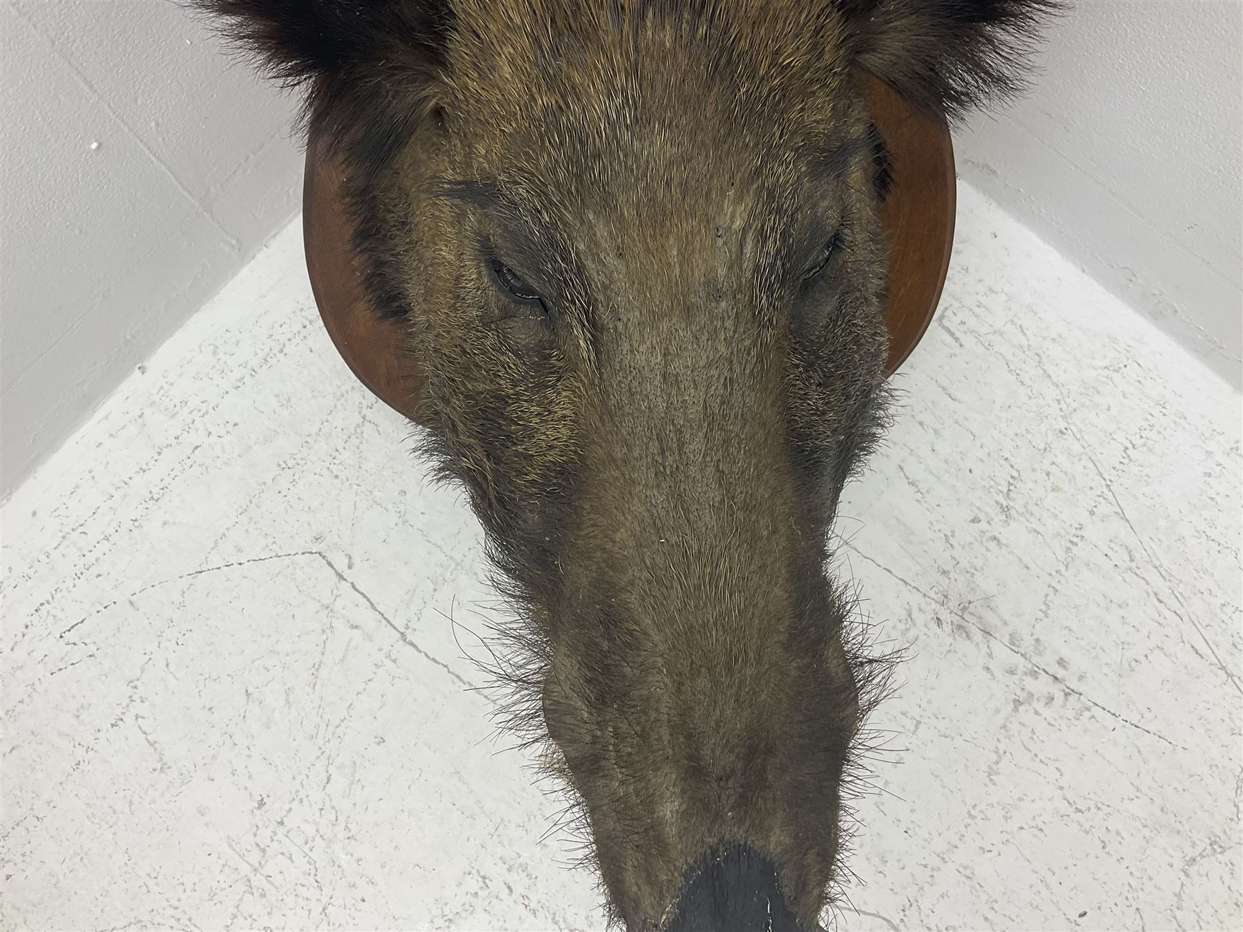Taxidermy: European Wild Boar (Sus scrofa), adult male shoulder mount looking straight ahead, with mouth agape, on an wooden shield bearing brass plaque 'Boise de Sainte-Anne, 5 December 1930', D53cm