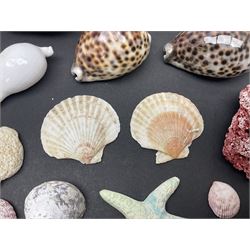 Conchology: collection of dried coral specimens together with a large collection of shells including cowrie shell, etc 