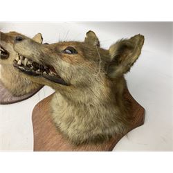 Taxidermy: Two Red fox mask (Vulpes vulpes), one with mouth agape bearing teeth, the other mouth open head turned to the left, both mounted upon wooden shields, largest example H26cm 
