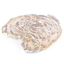 Pair of polished petrified wood specimen