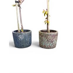 Pair of mature ornamental cherry trees, planted in lead-effect planters stamped ER