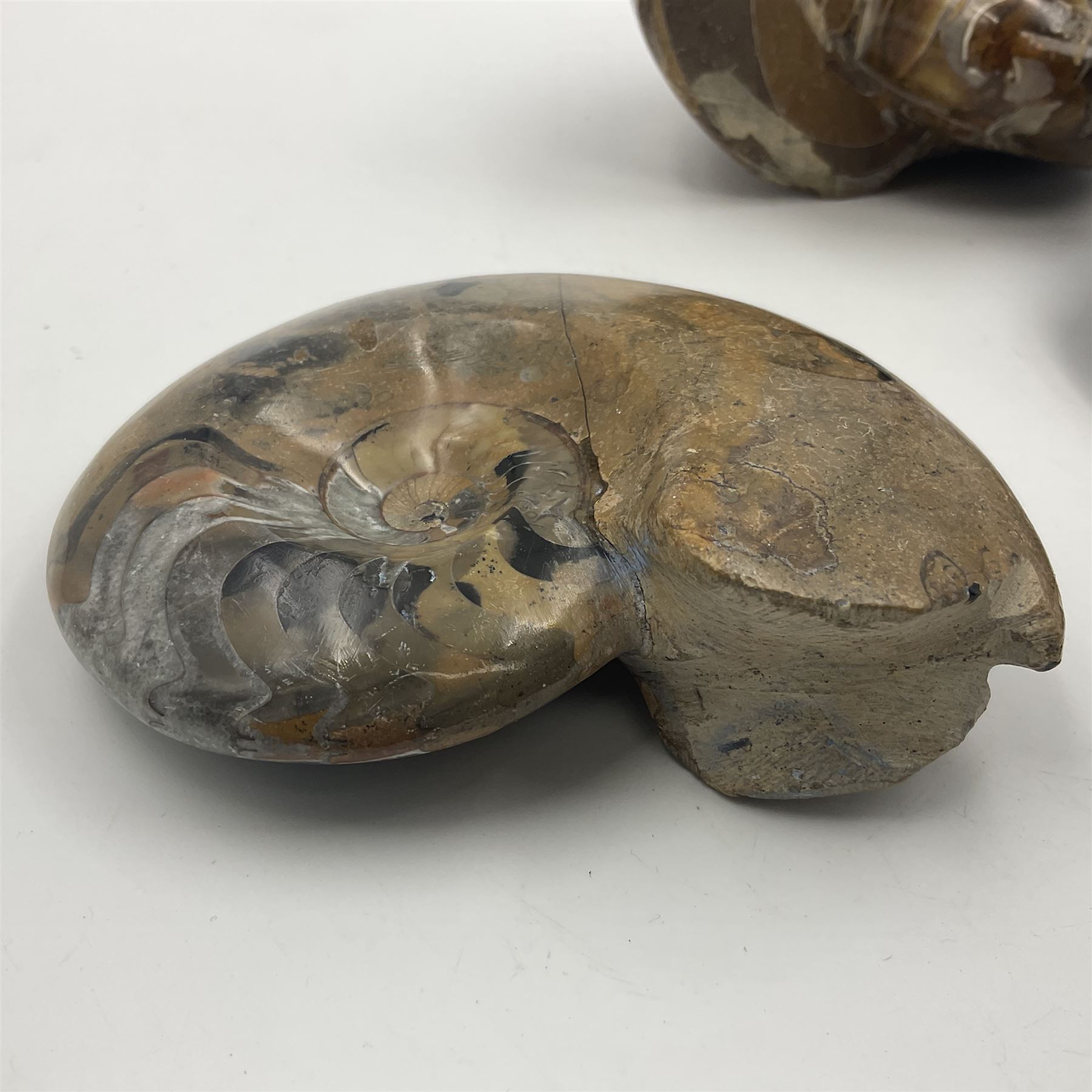 Two polished goniatites, age Devonian period, location Morocco and one polished Nautilus, age Devonian period, location Madagascar, largest D10cm  