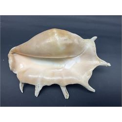 Conchology: selection of conch shells, to include horned examples, largest H17cm, L24cm