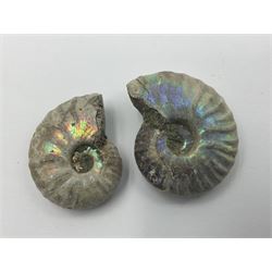 Ten ammonite fossils with nacreous aragonite shells, age; Cretaceous period, location: Madagascar, largest 3cm
