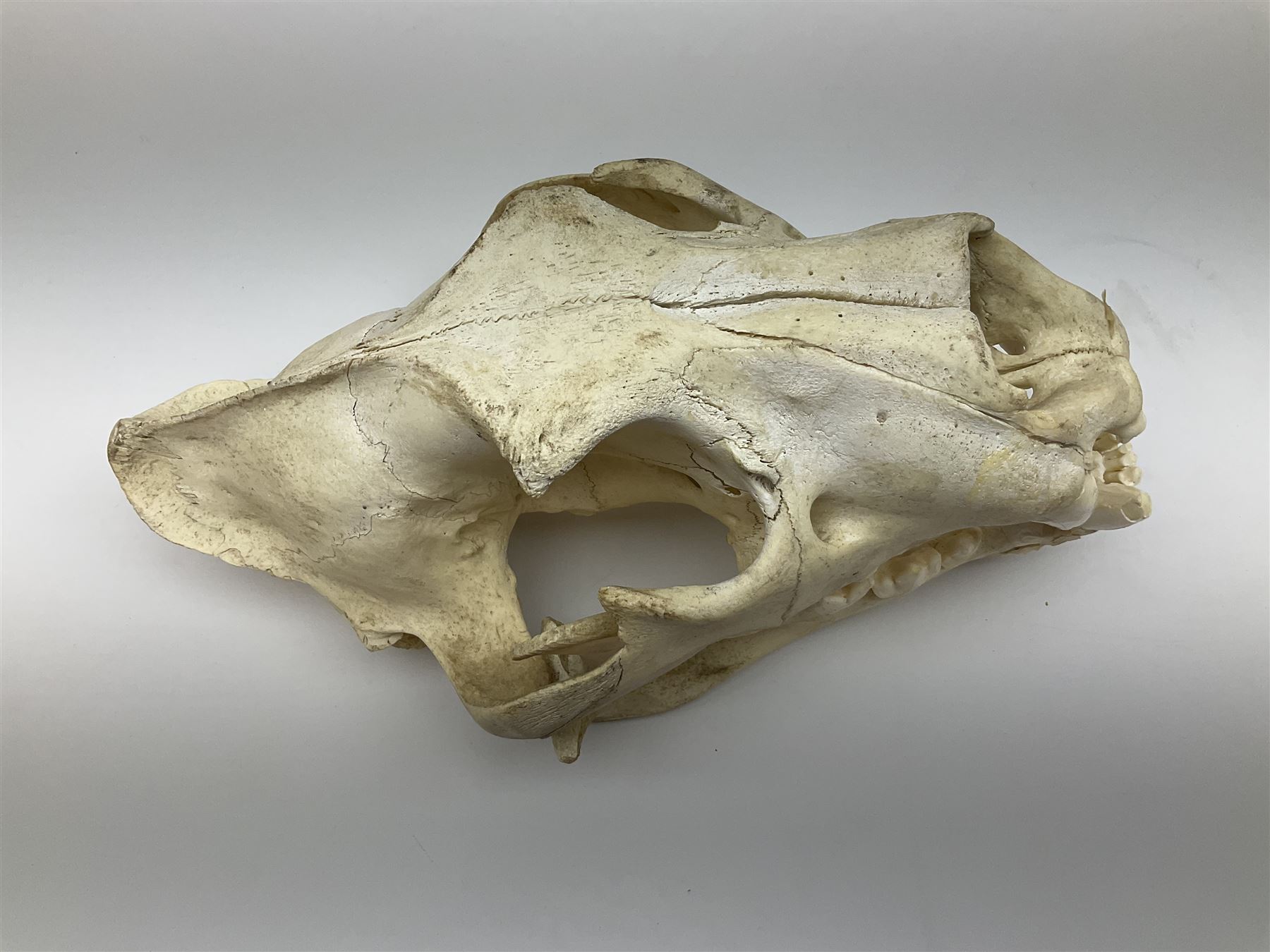 Taxidermy: Lion (Panthera leo), skull L34cm. 