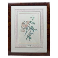 After Franz Andreas Bauer (Austrian 1758-1840): Botanical Studies, set of three limited edition prints for the Natural History Museum together with a set of four other prints from the Reeves Collection with British Museum stamps, certificates verso max 32cm x 21cm (7)