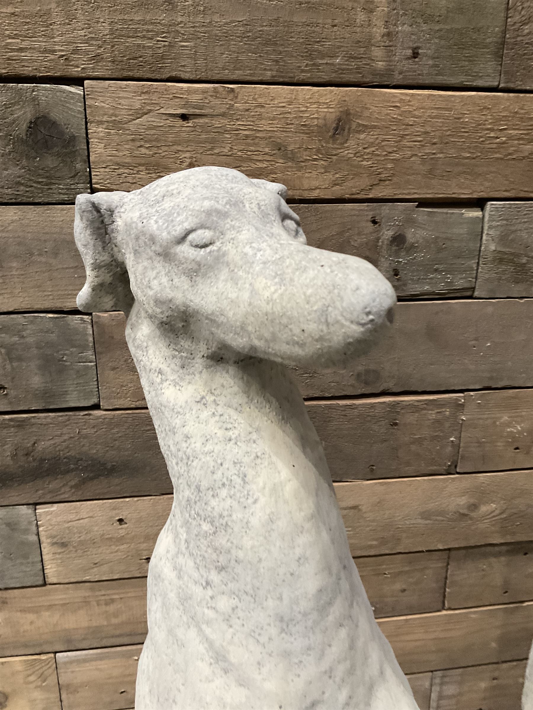 Pair of cast stone seated greyhounds, on square plinth base
