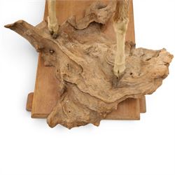 Taxidermy - Mouflon Ram (Ovis gmelini), full adult male mount on open display with front legs raised on naturalistic stand, on raised wooden base, overall W110cm H118cm 