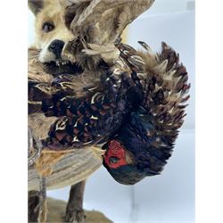 Taxidermy: Red Fox (Vulpes vulpes) with cock pheasant (Phasianus colchicus), open display upon a rocky base, H51cm