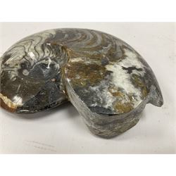 Large polished goniatite, age Devonian period, location Morocco, H16cm, L22cm