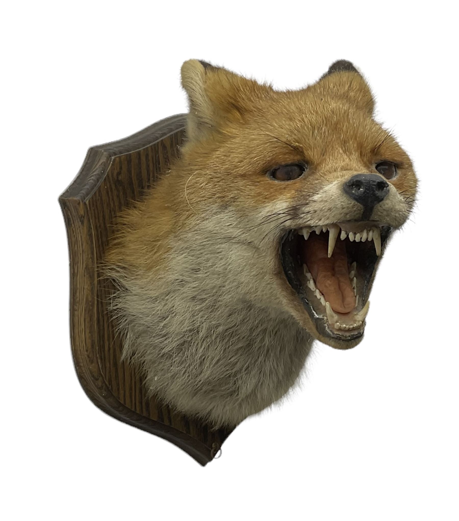 Taxidermy; Red fox mask (Vulpes vulpes), an adult head mount turning to the right with mouth agape bearing teeth, in defensive pose, with ears laid back, mounted upon a oak shield, H24cm 