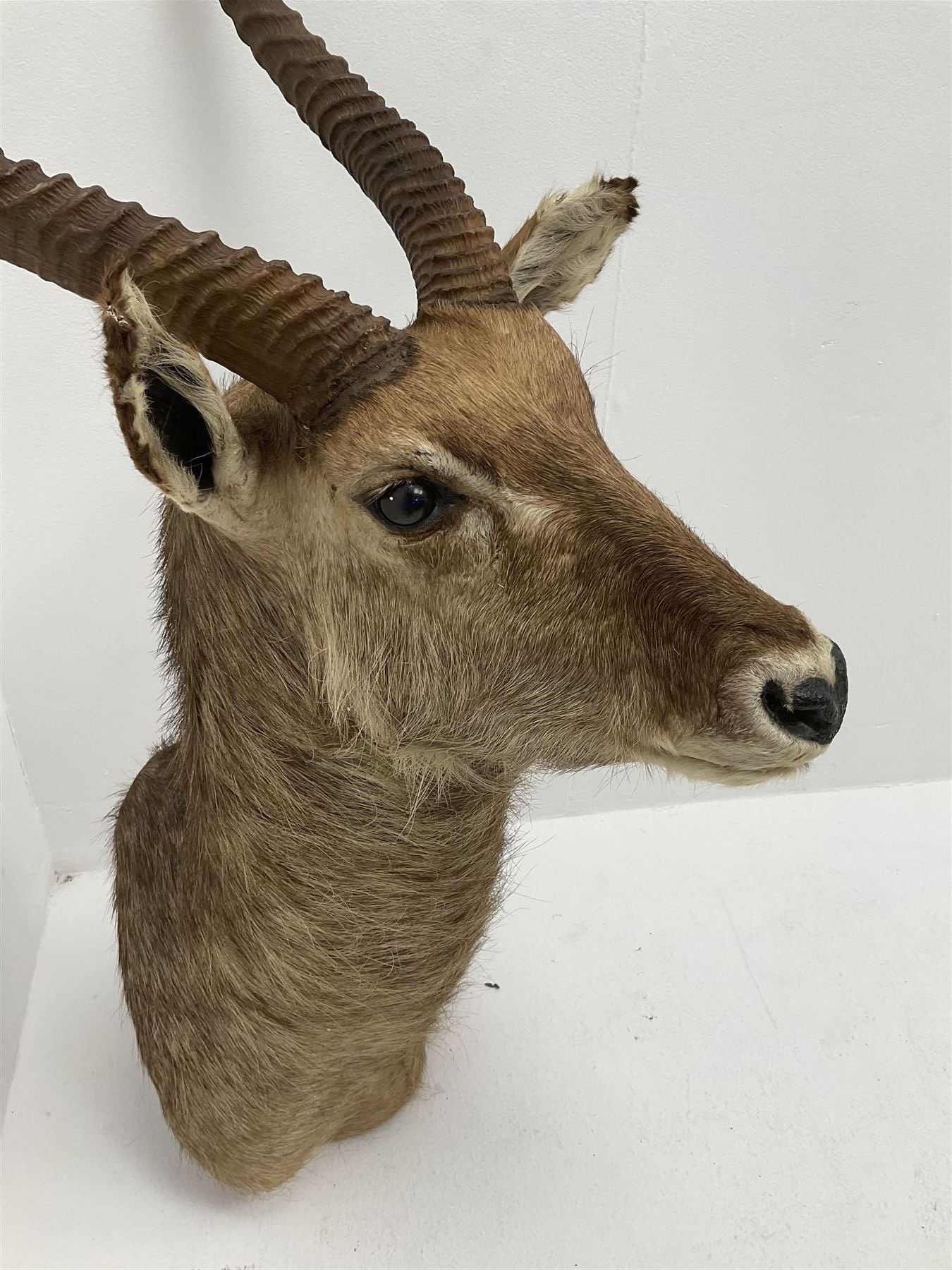 Taxidermy: East African Ellipsen Waterbuck (Kobus ellipsiprymnus), adult male shoulder mount looking straight ahead, approximately H120cm