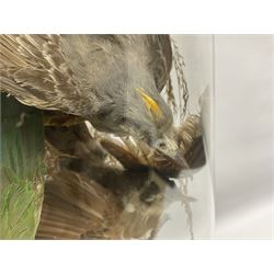 Taxidermy; large Victorian domed taxidermy diorama study of birds, with seventeen specimens including Ring Necked Parakeet, Blue Winged Warbler and Blackbird, the glass dome upon an ebonised wooden base, H77cm, W44cm