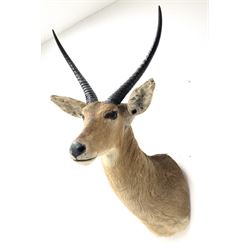 Taxidermy: South African common reedbuck (Redunca Arundinum) male, high quality shoulder mount looking straight ahead, H87cm W38.5 at widest point.  