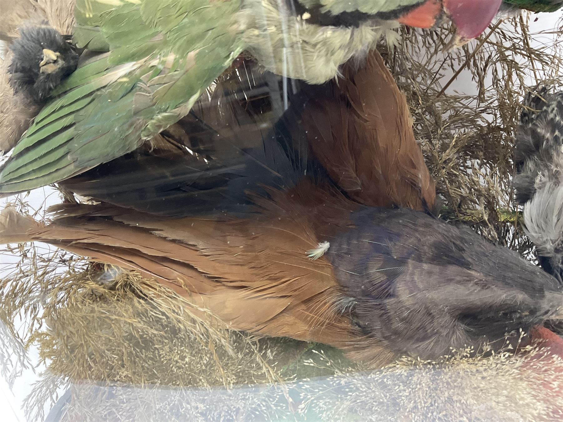 Taxidermy; large Victorian domed taxidermy diorama study of birds, with seventeen specimens including Ring Necked Parakeet, Blue Winged Warbler and Blackbird, the glass dome upon an ebonised wooden base, H77cm, W44cm