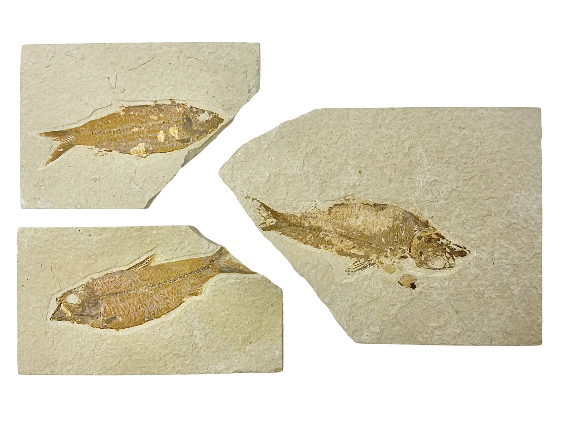 Three fossilised fish (Knightia alta) each in an individual matrix; age; Eocene period, location; Green River Formation, Wyoming, USA, largest matrix H13cm, L18cm