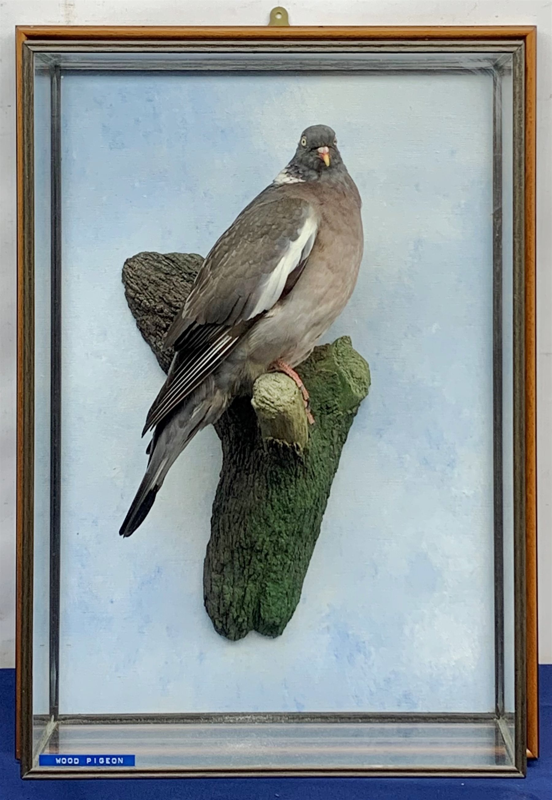Taxidermy: 20th century cased common wood pigeon (Columba palumbus), full mount perched upon branch section, set against a painted sky backdrop, encased within a five pane display case with frame mount, with taxidermists paper label verso detailed David Astley Taxidermist, H63cm L45cm D18.5cm 
