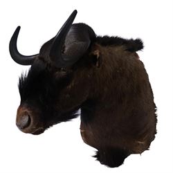 Taxidermy: Black Wildebeest (Connochaetes Gnou), adult male shoulder mount, with head turning slightly to the right, 81cm from wall
