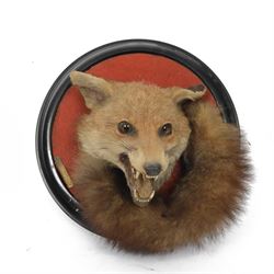 Rowland Ward (British Taxidermist 1848-1912); European Red Fox Mask (Vulpes vulpes), adult...