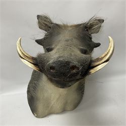 Taxidermy: A Common Warthog (Phacochoerus africanus), a large adult head mount looking straight ahead, D50cm