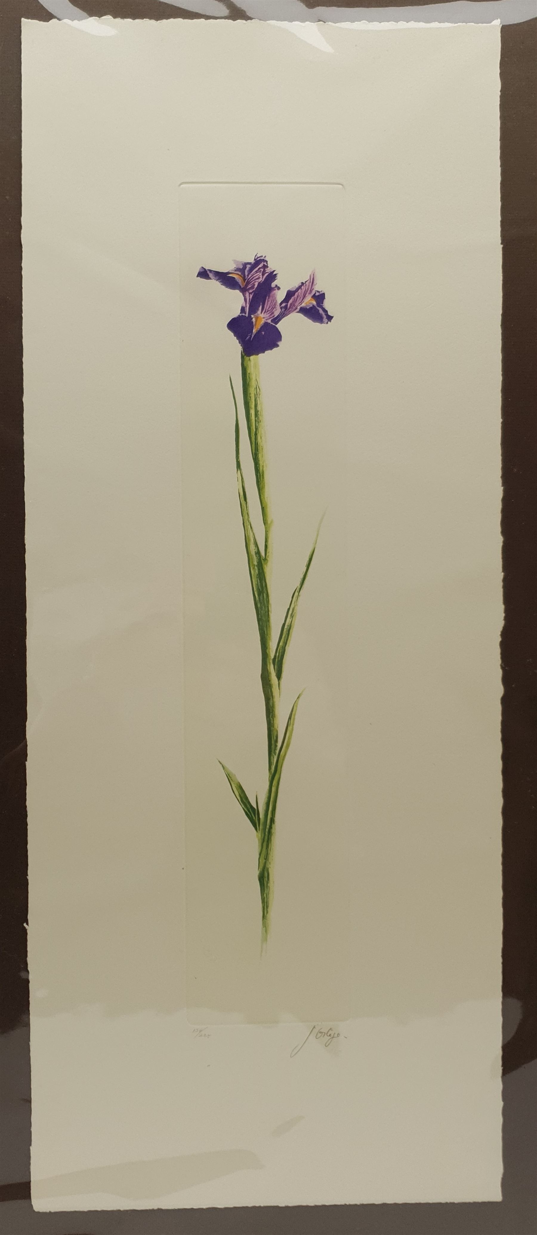 Tanya Short (British 1955-): 'Freesias', coloured etching signed titled and numbered 14/75, 15cm x 12.5cm; J Ortega (Contemporary): Iris and Tulip, pair coloured aquatints signed and numbered 50cm x 10cm (3) (unframed)