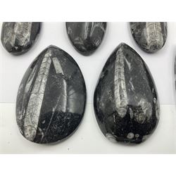 Ten individual polished orthoceras fossils, age; Devonian period, location; Morocco, each approximately L9cm, D4cm