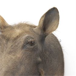 Taxidermy: A Common Warthog (Phacochoerus africanus), large adult head mount looking straight ahead