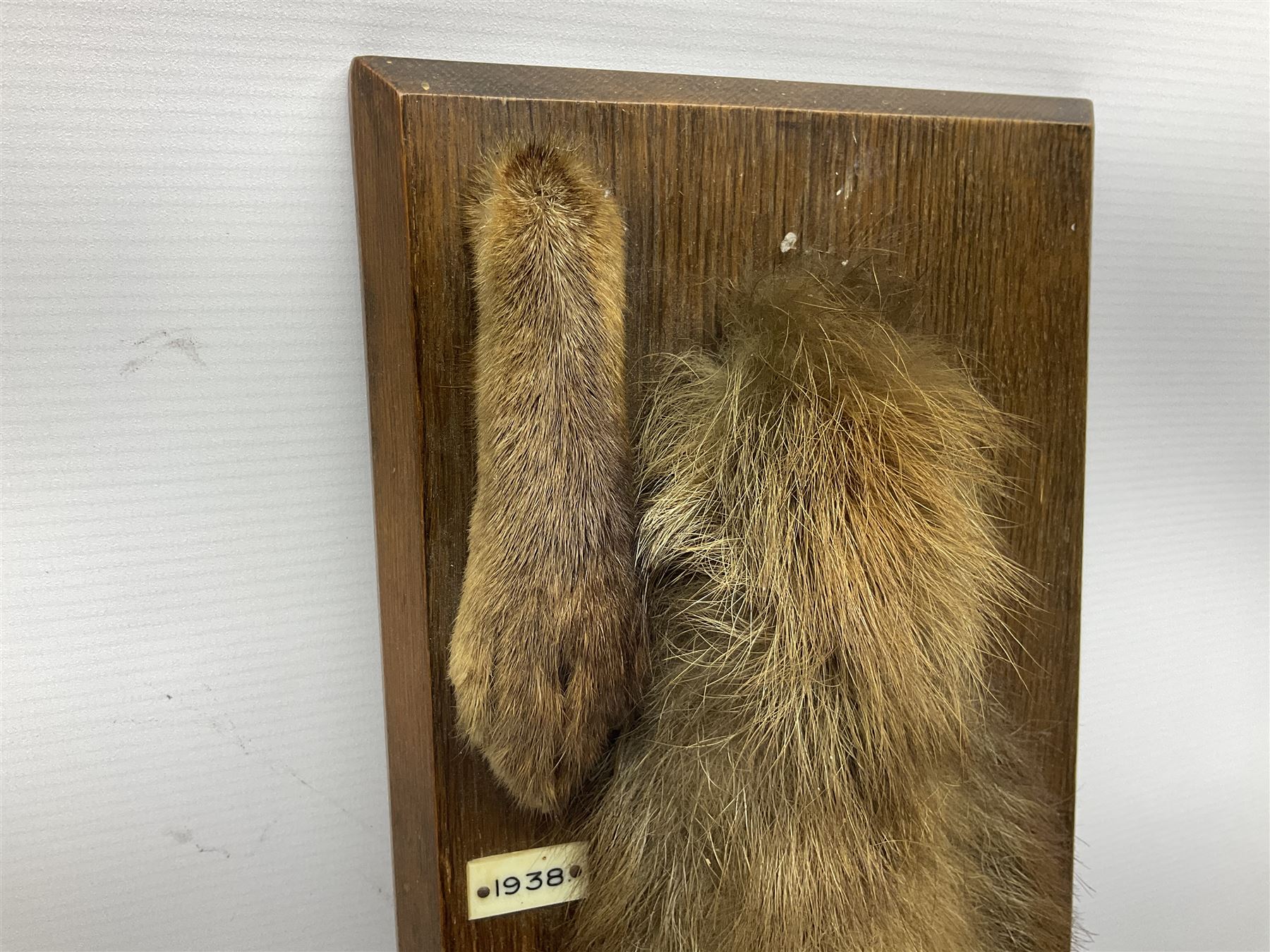 Taxidermy; Red fox (Vulpes Vulpes) tail and paw upon a oak plaque marked 'Staintondale Hunt Feb 23rd 1937', H52cm 