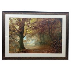 Autumn Trees, large colour photograph 60cm x 90cm