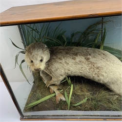 Taxidermy: Edwardian cased otter (Lutra lutra), standing over a fish, in naturalistic setting with grass ad moss covered groundwork, further detailed with reeds and simulated water, set against a painted riverscape backdrop, enclosed within a pitch pine three pane display case, traces of paper label verso inscribed 'Otter caught by Richard Smith 1908 Sunday', H50.5cm L80.5cm D30cm  