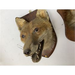 Taxidermy: Two Red fox mask (Vulpes vulpes), one with mouth agape bearing teeth, the other mouth open head turned to the left, both mounted upon wooden shields, largest example H26cm 