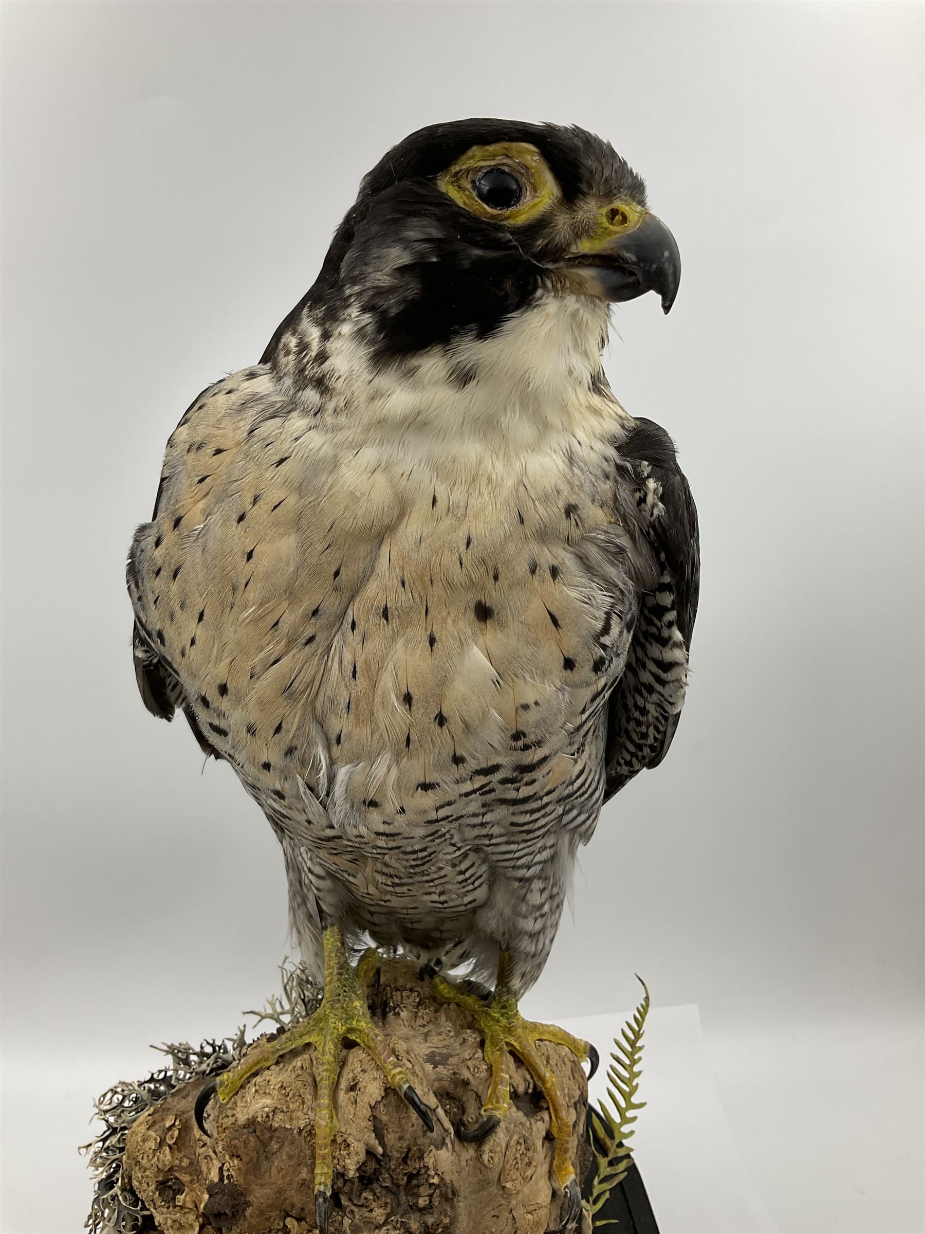 Taxidermy: Victorian cased Peregrine Falcon (Falco peregrinus), full female mount  stood atop a tree stump in a naturalistic ground, enclosed beneath a period oval glass dome with ebonised base, raised upon four bun feet, H54cm D20cm W34cm